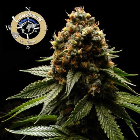 Afghanica - LANDRACES | TanieSianie.pl