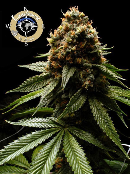 Afghanica - LANDRACES | TanieSianie.pl