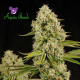 Hindu Kush - LANDRACES | TanieSianie.pl