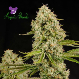 Hindu Kush - LANDRACES | TanieSianie.pl