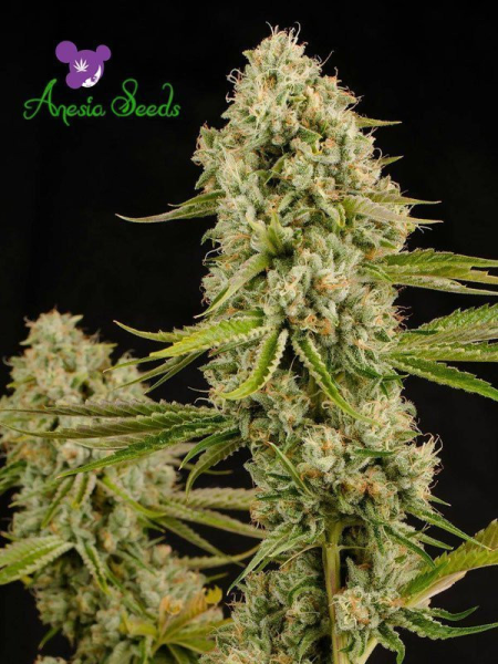 Hindu Kush - LANDRACES | TanieSianie.pl