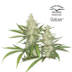 Outlaw Amnesia - DUTCH PASSION | TanieSianie.pl