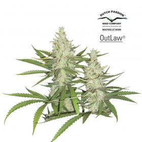 Outlaw Amnesia - DUTCH PASSION | TanieSianie.pl