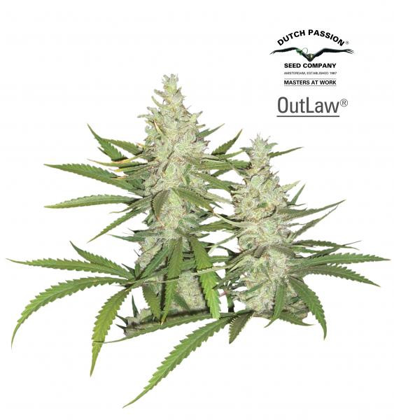 Outlaw Amnesia - DUTCH PASSION | TanieSianie.pl