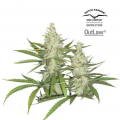 Outlaw Amnesia - DUTCH PASSION