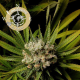 Malawi Gold - LANDRACES | TanieSianie.pl