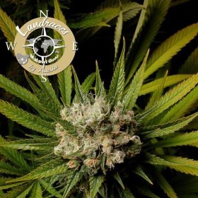 Malawi Gold - LANDRACES | TanieSianie.pl