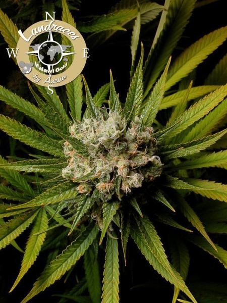 Malawi Gold - LANDRACES | TanieSianie.pl