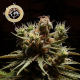 Pure Durban - LANDRACES | TanieSianie.pl
