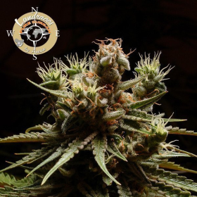 Pure Durban - LANDRACES | TanieSianie.pl