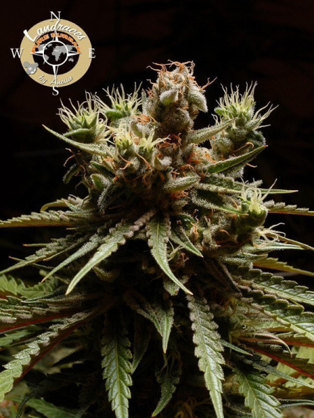 Pure Durban - LANDRACES | TanieSianie.pl