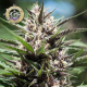 Purple Thai - LANDRACES | TanieSianie.pl