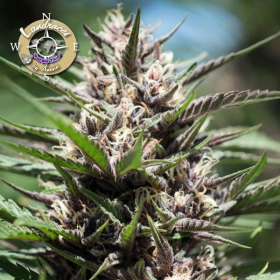 Purple Thai - LANDRACES | TanieSianie.pl