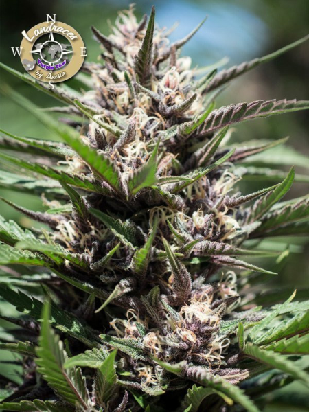 Purple Thai - LANDRACES | TanieSianie.pl