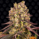 Runtz Muffin - BARNEY'S FARM | TanieSianie.pl