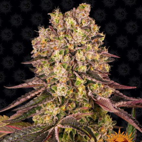 Runtz Muffin - BARNEY'S FARM | TanieSianie.pl