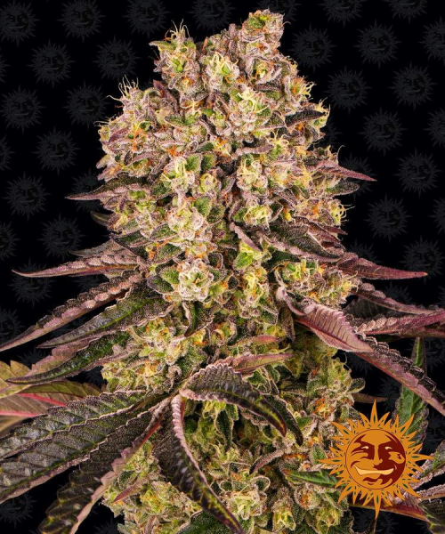 Runtz Muffin - BARNEY'S FARM | TanieSianie.pl