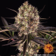 Runtz Muffin - BARNEY'S FARM | TanieSianie.pl