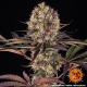 Runtz Muffin - BARNEY'S FARM | TanieSianie.pl