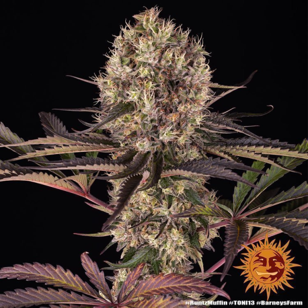Runtz Muffin - BARNEY'S FARM | TanieSianie.pl