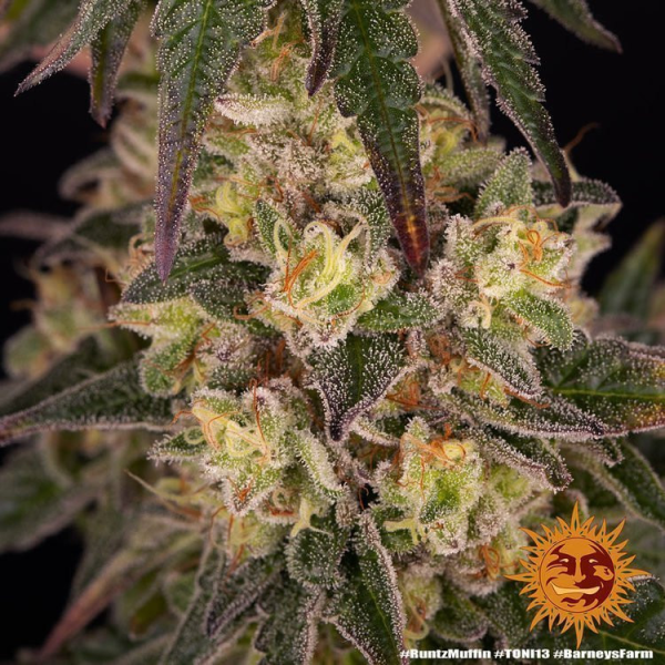 Runtz Muffin - BARNEY'S FARM | TanieSianie.pl