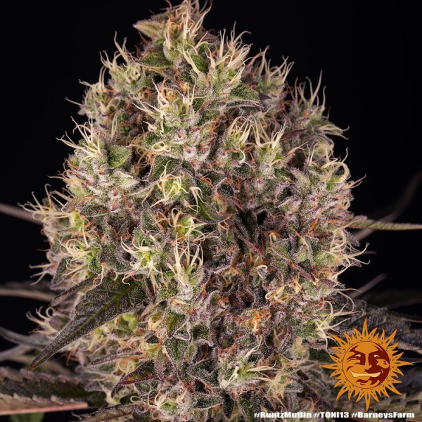 Runtz Muffin - BARNEY'S FARM | TanieSianie.pl