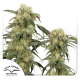 Pamir Gold - DUTCH PASSION | TanieSianie.pl