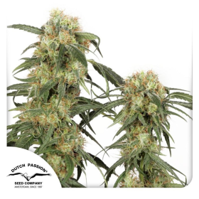 Pamir Gold - DUTCH PASSION | TanieSianie.pl