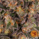 Runtz Muffin - BARNEY'S FARM | TanieSianie.pl