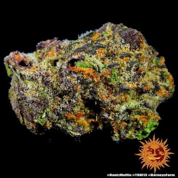 Runtz Muffin - BARNEY'S FARM | TanieSianie.pl
