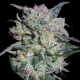 Zamaldelica x Kali China - ACE SEEDS | TanieSianie.pl