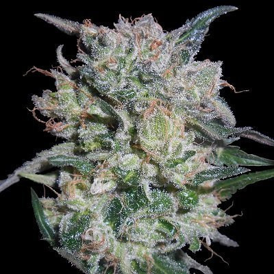 Zamaldelica x Kali China - ACE SEEDS | TanieSianie.pl