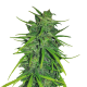 Thai x Panama - ACE SEEDS | TanieSianie.pl