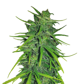 Thai x Panama - ACE SEEDS | TanieSianie.pl