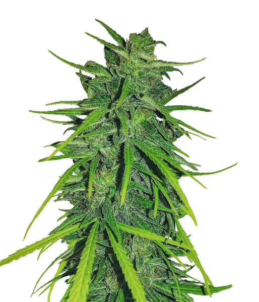 Thai x Panama - ACE SEEDS | TanieSianie.pl