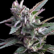 Thai Chi - ACE SEEDS | TanieSianie.pl