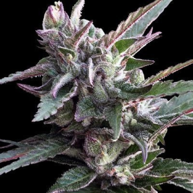 Thai Chi - ACE SEEDS | TanieSianie.pl