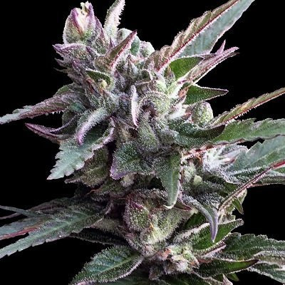 Thai Chi - ACE SEEDS | TanieSianie.pl