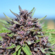 Panama x PCK - ACE SEEDS | TanieSianie.pl