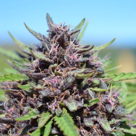 Panama x PCK - ACE SEEDS | TanieSianie.pl