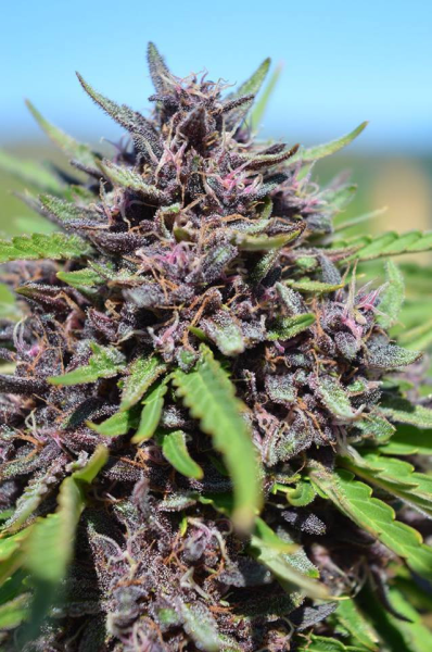 Panama x PCK - ACE SEEDS | TanieSianie.pl
