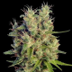 Super Malawi Haze - ACE SEEDS | TanieSianie.pl