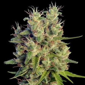 Super Malawi Haze - ACE SEEDS | TanieSianie.pl