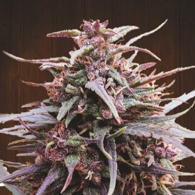 Purple Haze X Malawi - ACE SEEDS | TanieSianie.pl