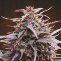 Purple Haze X Malawi - ACE SEEDS