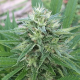 Panama X Bangi Haze - ACE SEEDS | TanieSianie.pl