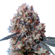 Nepal Jam x Kali China - ACE SEEDS | TanieSianie.pl