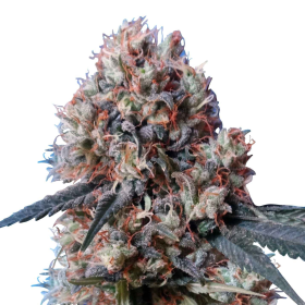 Nepal Jam x Kali China - ACE SEEDS | TanieSianie.pl