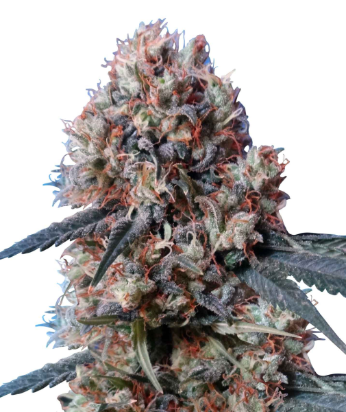 Nepal Jam x Kali China - ACE SEEDS | TanieSianie.pl