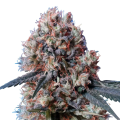 Nepal Jam x Kali China - ACE SEEDS
